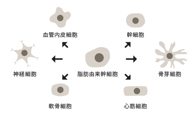 脂肪由来幹細胞が分化する細胞の例(血管内皮細胞・神経細胞・軟骨細胞・骨芽細胞・心筋細胞など)
